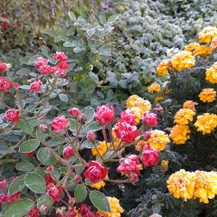 Foto de Diana M., Traductores de ruso baratos en Los Palacios y Villafranca