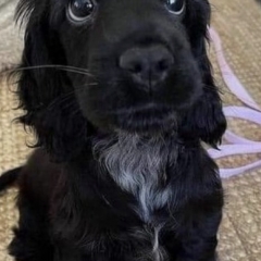 Foto de Dina M., Cuidadores de personas mayores baratos en Ceuta