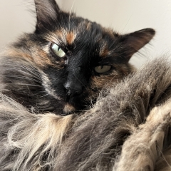 Foto de Carla S., Cuidadores de personas mayores baratos en Hoyo de Manzanares