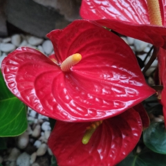 Foto de José C., Jardineros baratos en Sevilla