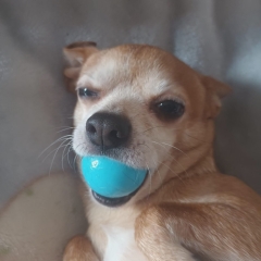 Foto de Noelia P., Planchado a domicilio baratos en Ribesalbes