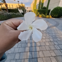 Foto de kelymar p., Planchado a domicilio baratos en Móstoles