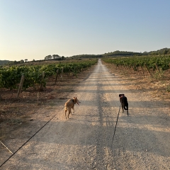 Foto de Sarah L., Cuidadores de perros baratos en Alella